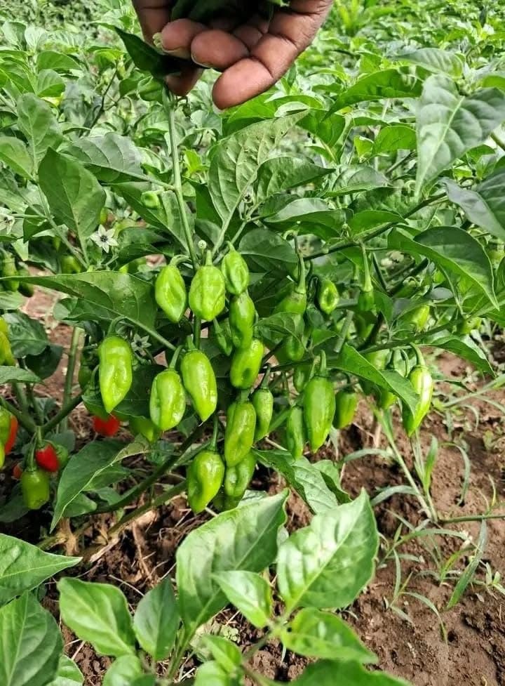 Haitian Chili Peppers